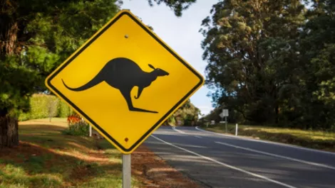 Kangaroocrossing