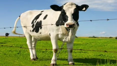 Cow fence lr1