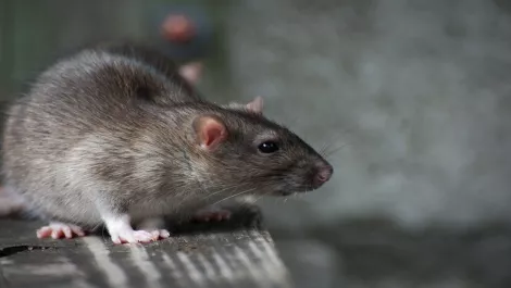 Rat 2 0