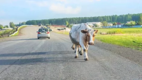 Council develops new animal control app