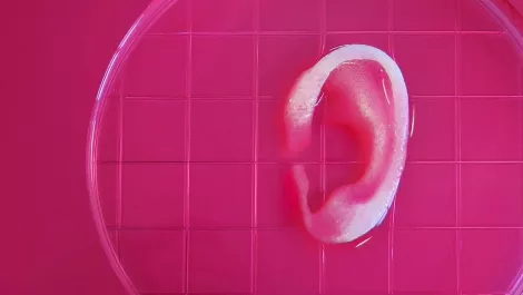 Human ear